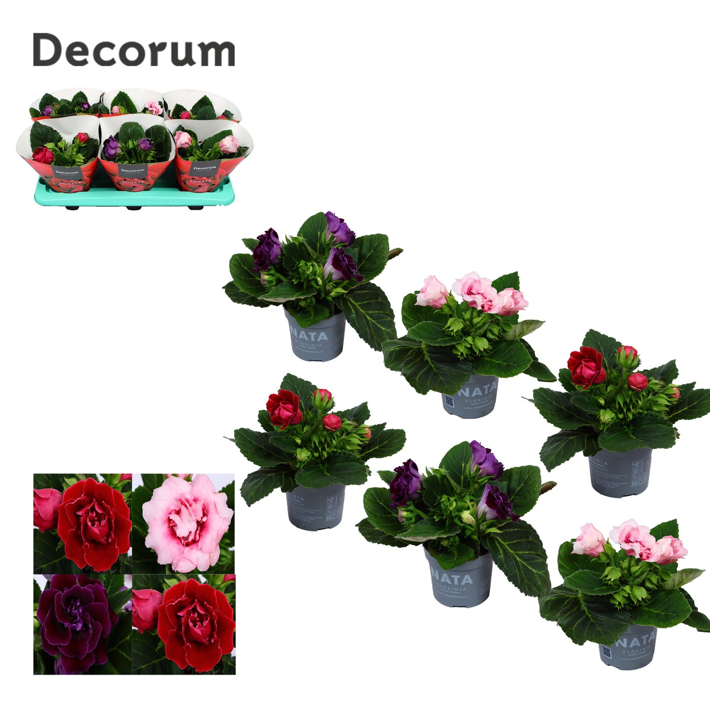 Gloxinia 13cm Sonata - Green Plant The Horti House