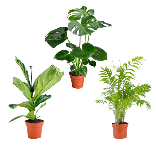 Green Houseplant 17cm Mix - Green Plant The Horti House