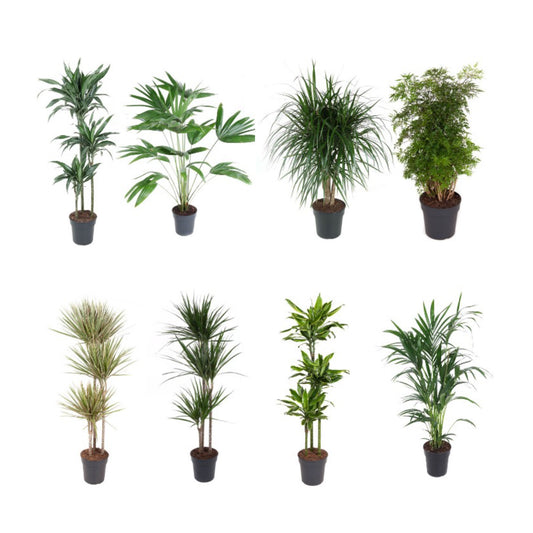 Green Plant 24cm Premium Mix - JAN 25 OFFER - Green Plant The Horti House