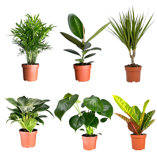 Green Plant 12cm British Mix - Green Plant The Horti House