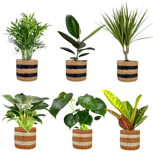 Green Plant 12cm British Mix in Basket - Green Plant The Horti House