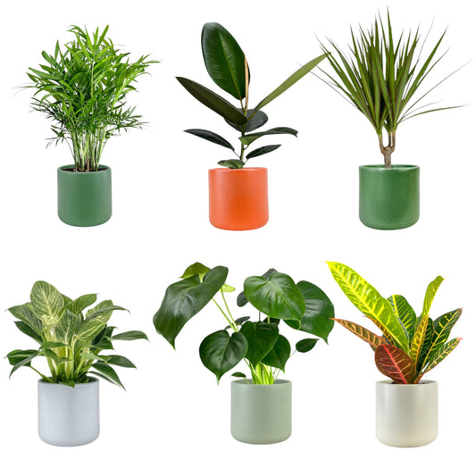 Green Plant 12cm British Mix in Cambridge Ceramic - Green Plant The Horti House