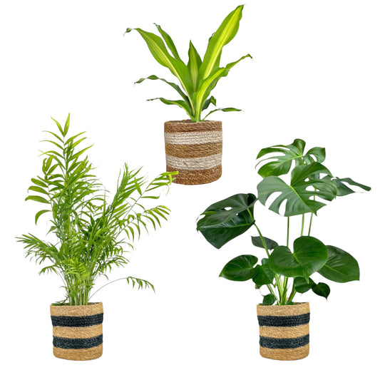 Green Plant 17cm British Mix in Basket - Green Plant The Horti House