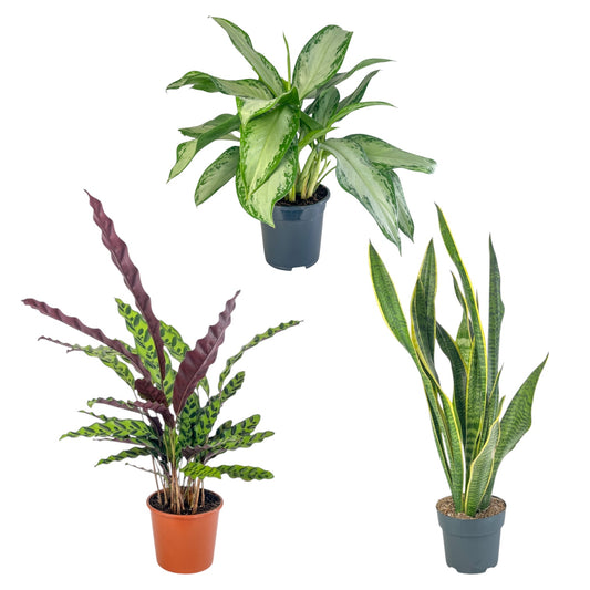 Green Plant 17cm Mix - Green Plant The Horti House