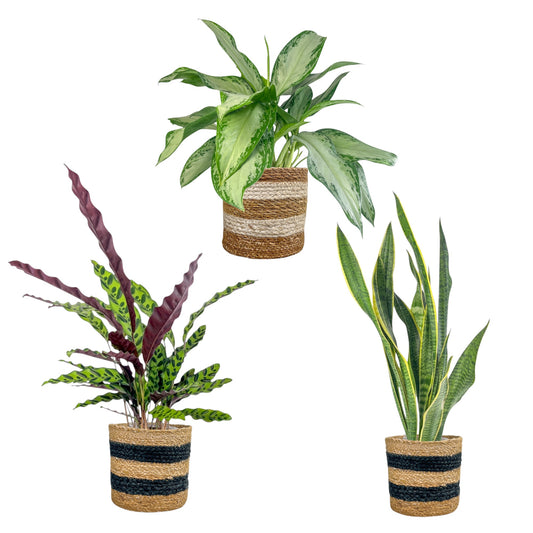 Green Plant 17cm Mix in Basket - Green Plant The Horti House