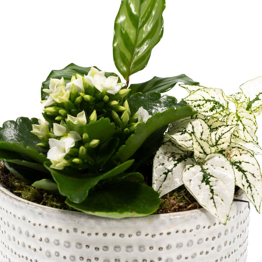 Greenery Trio 13cm Planter - Green Plant The Horti House