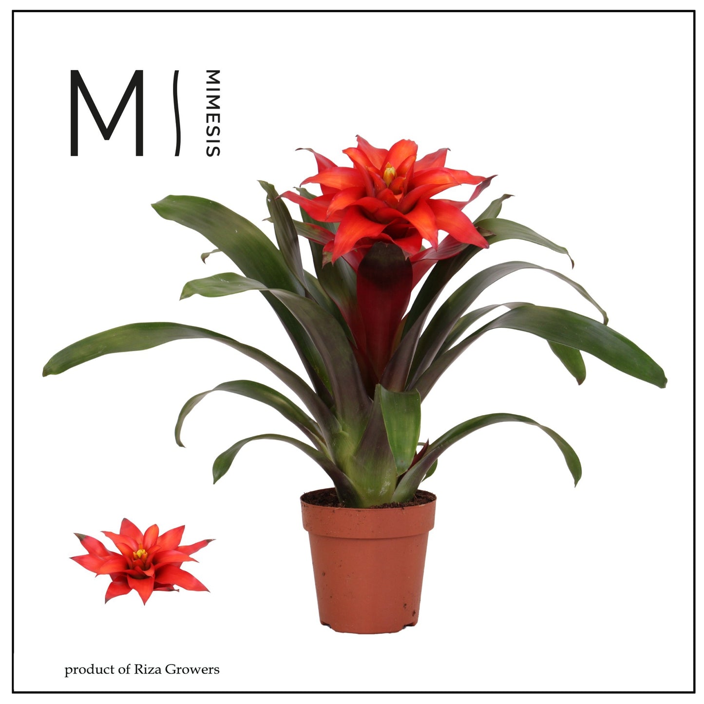 Guzmania 12cm Fiero Red - Green Plant The Horti House
