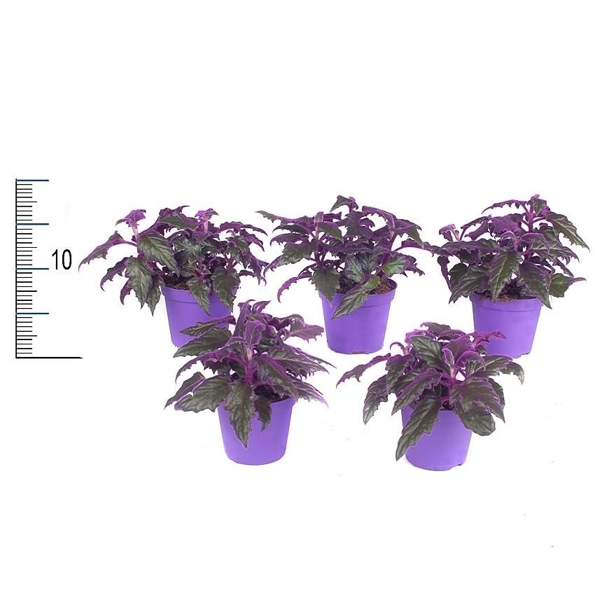 Gynura 7cm - Green Plant The Horti House