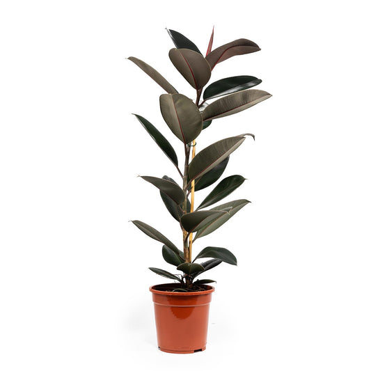Ficus 21cm Elastica - Green Plant The Horti House