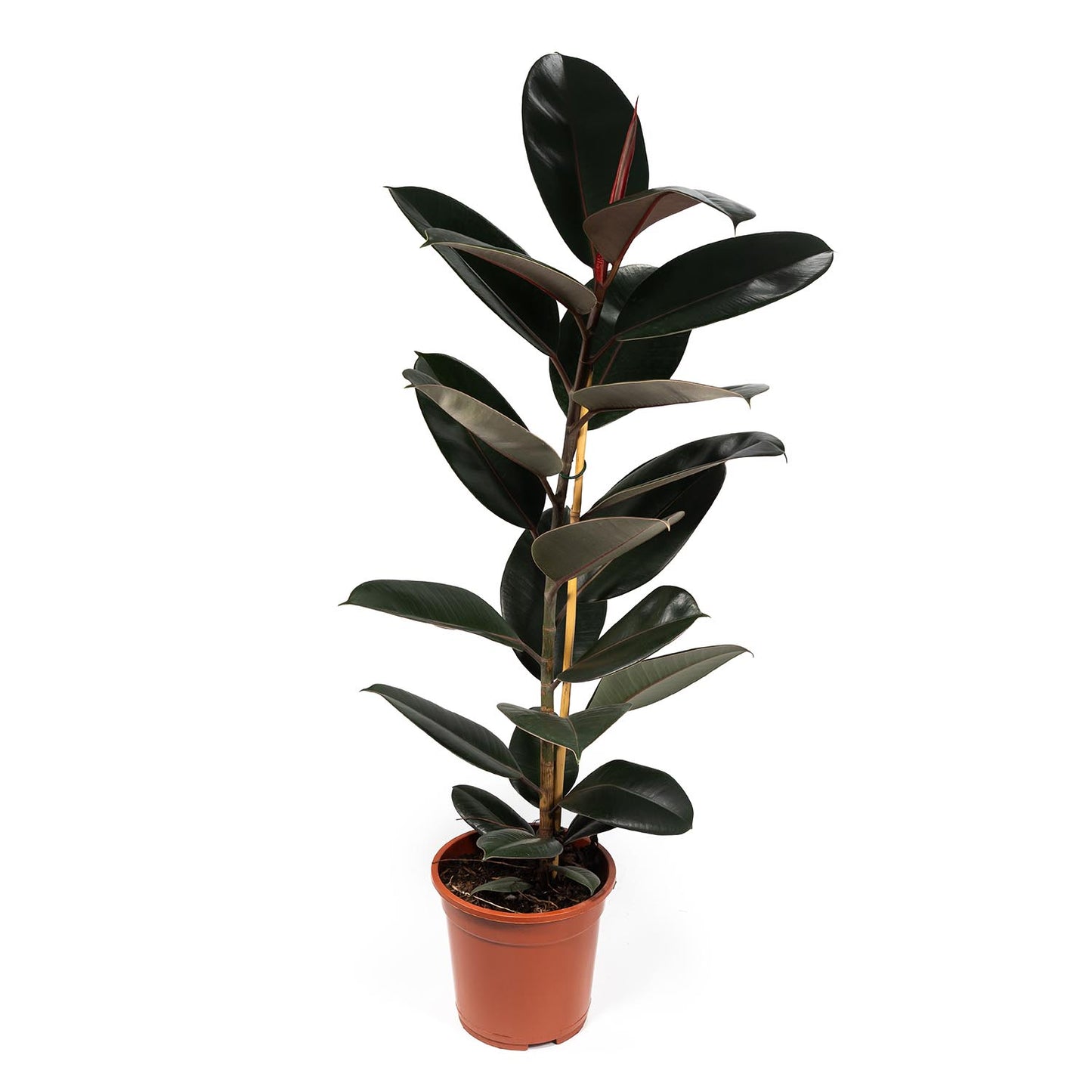 Ficus 21cm Elastica - Green Plant The Horti House