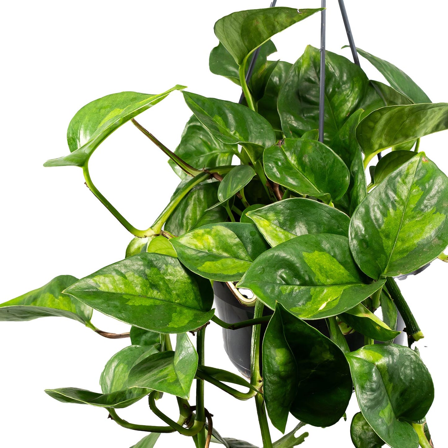 Hanging Epipremnum 15cm Global Green - Green Plant The Horti House