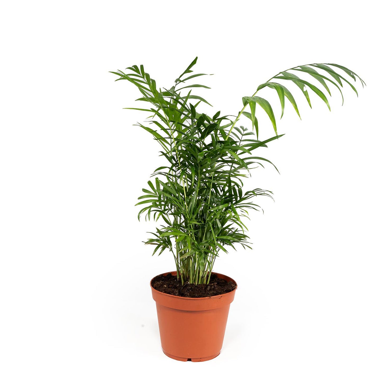 Chamaedorea 19cm Elegans - Green Plant The Horti House