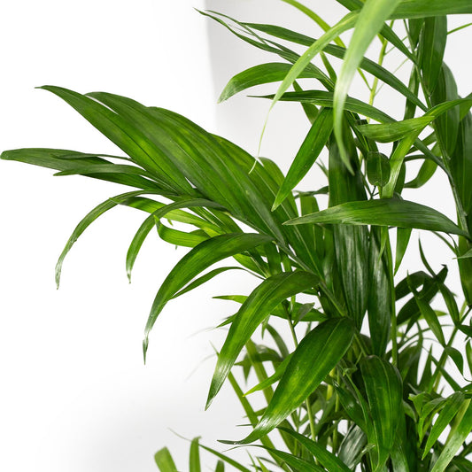 Chamaedorea 19cm Elegans - Green Plant The Horti House