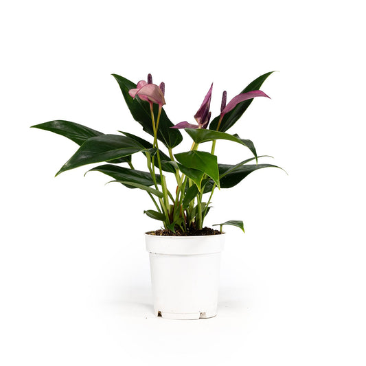 Anthurium 9cm 'Zizou' - Flowering The Horti House