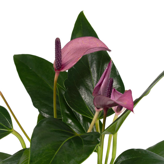 Anthurium 9cm 'Zizou' - Flowering The Horti House