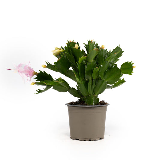 Schlumbergera 9cm - Cacti The Horti House