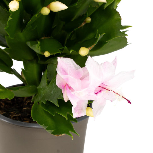 Schlumbergera 9cm - Cacti The Horti House