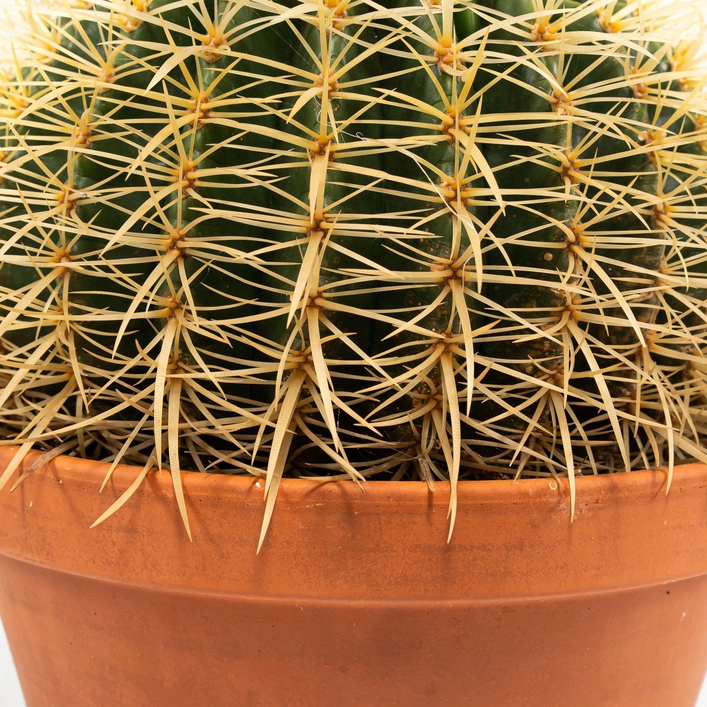 Cacti 20cm Echinocactus Brevispina in Terracotta - Cacti The Horti House