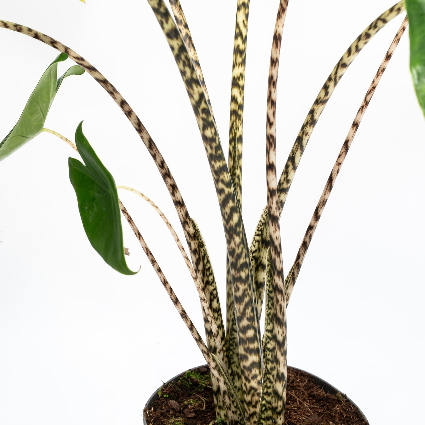 Alocasia 17cm Zebrina - Green Plant The Horti House
