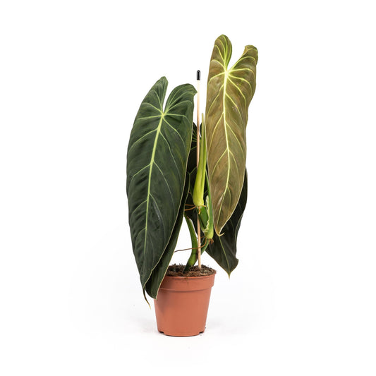 Philodendron 12cm Melanochrysum - Green Plant The Horti House