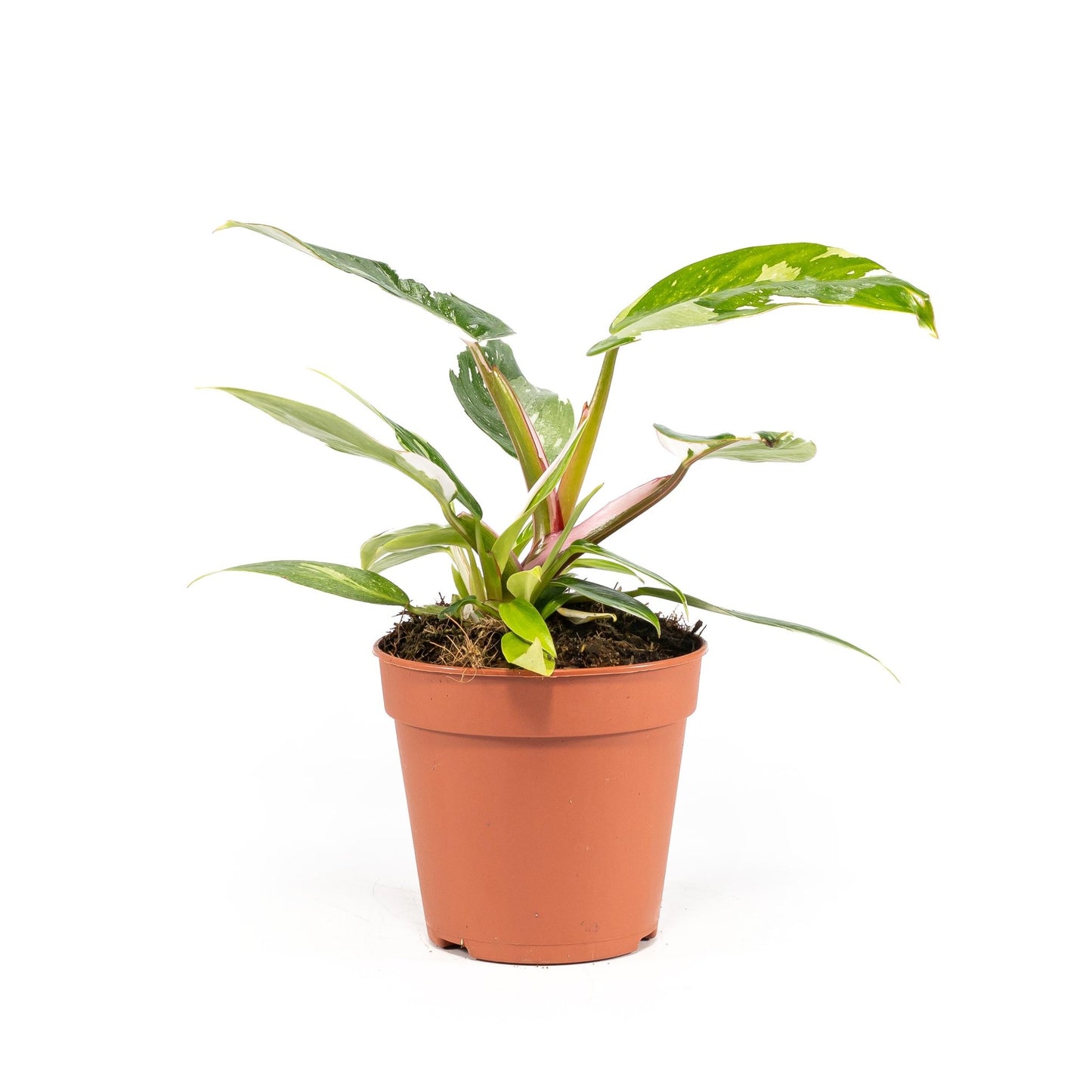 Philodendron 12cm White Princess - Green Plant The Horti House