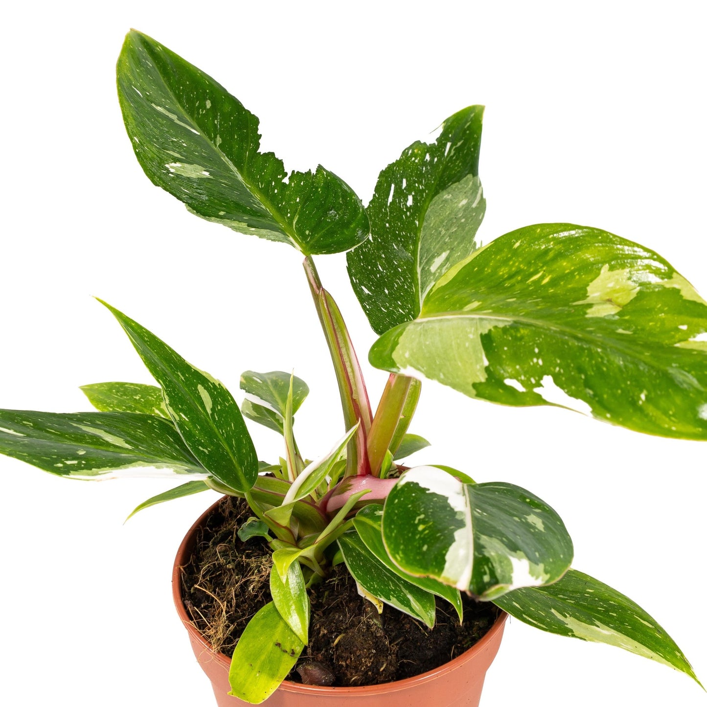 Philodendron 12cm White Princess - Green Plant The Horti House