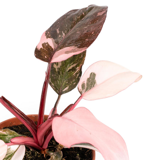 Philodendron 12cm Pink Princess - Green Plant The Horti House