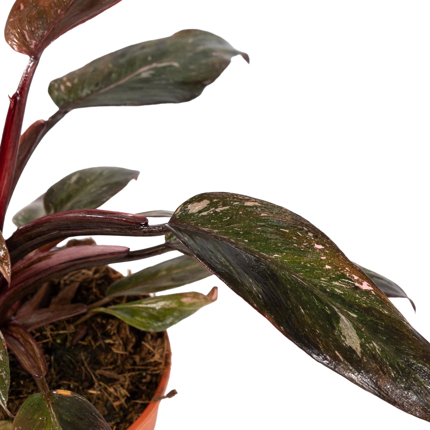 Philodendron 12cm Pink Princess - Green Plant The Horti House