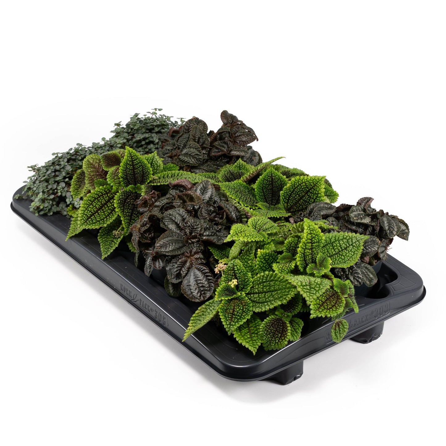 Pilea 12cm mix - Green Plant The Horti House