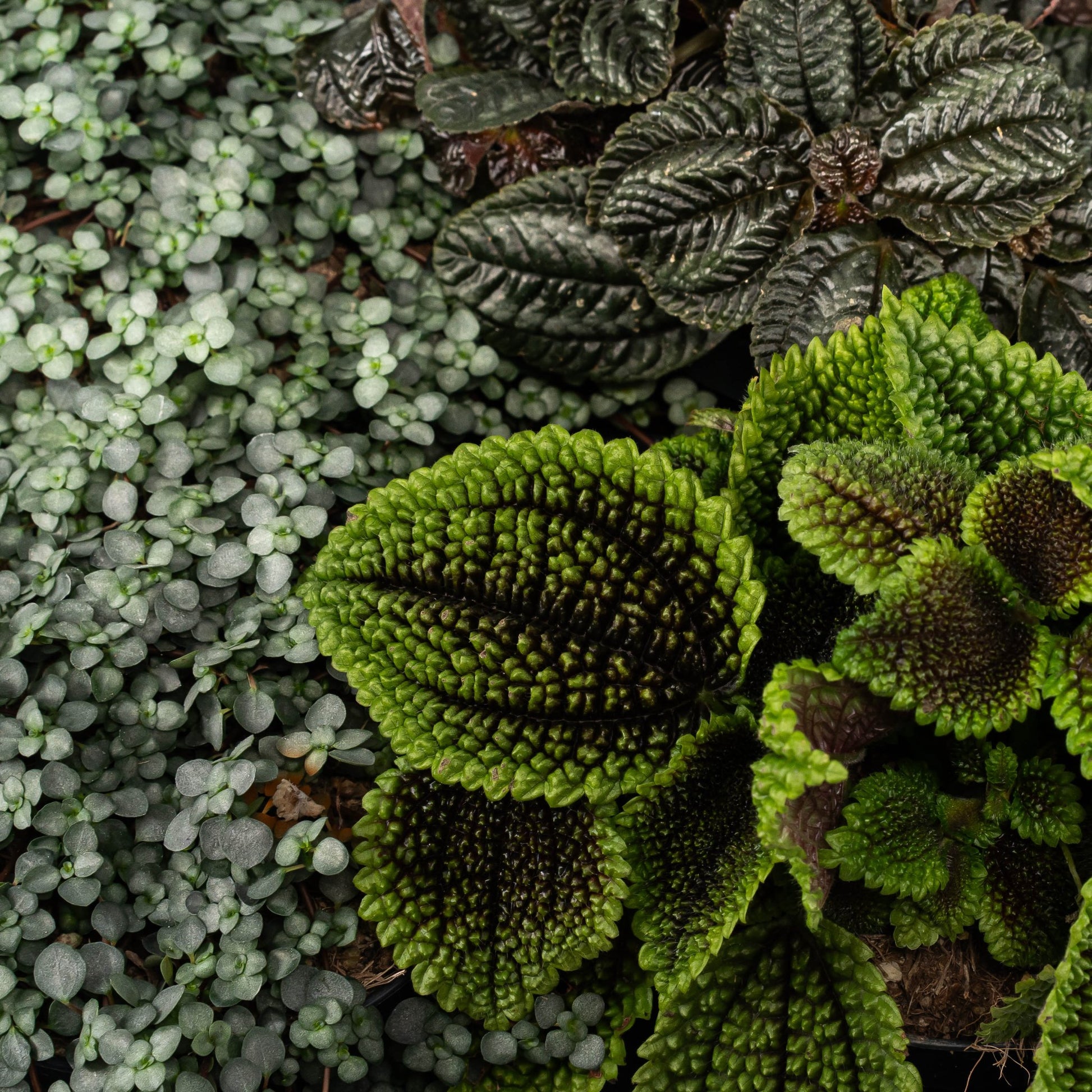 Pilea 12cm mix - Green Plant The Horti House