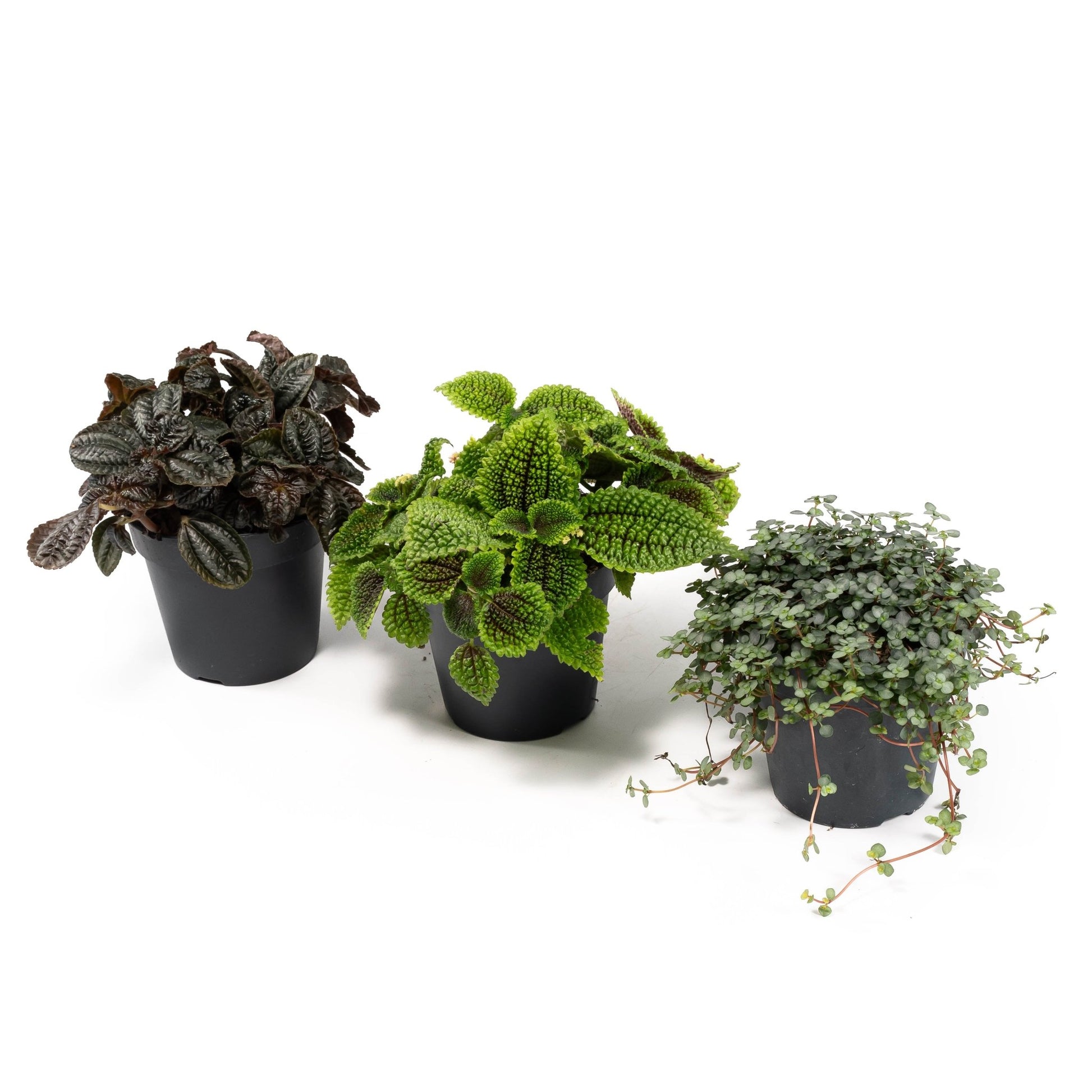 Pilea 12cm mix - Green Plant The Horti House