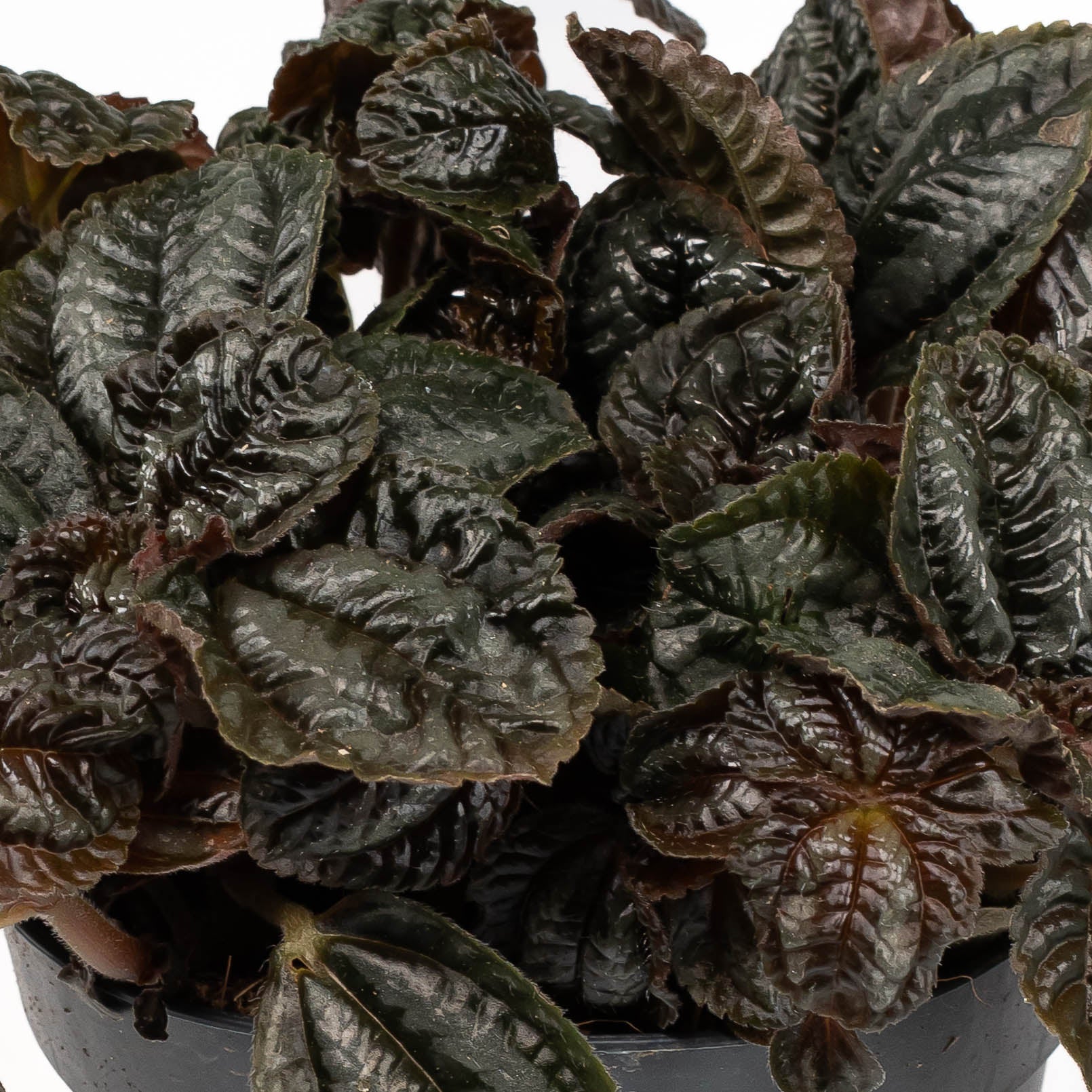 Pilea 12cm mix - Green Plant The Horti House