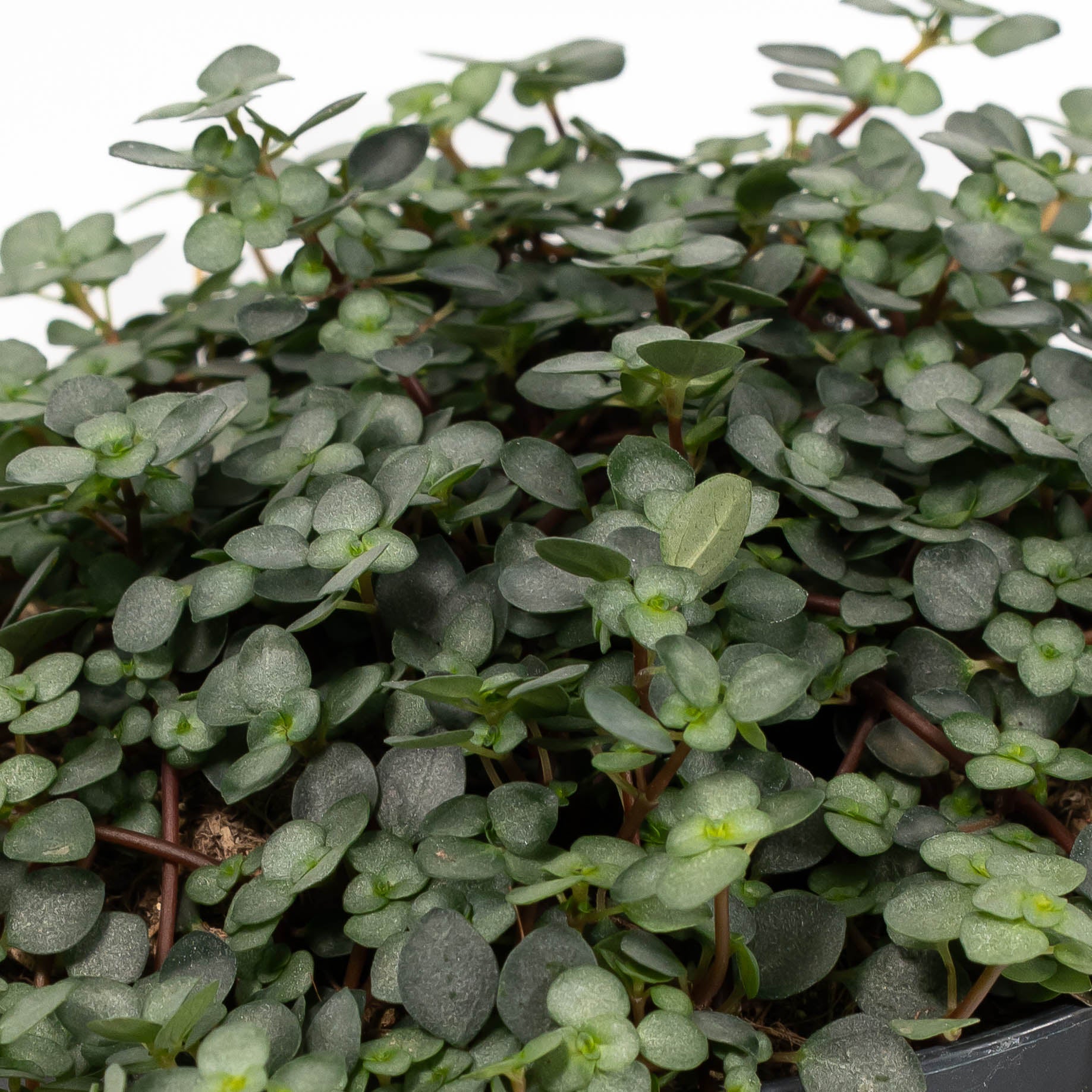 Pilea 12cm mix - Green Plant The Horti House