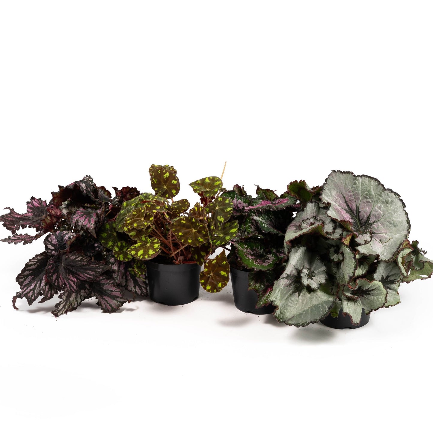 Begonia Rex 12cm Mix - Green Plant The Horti House