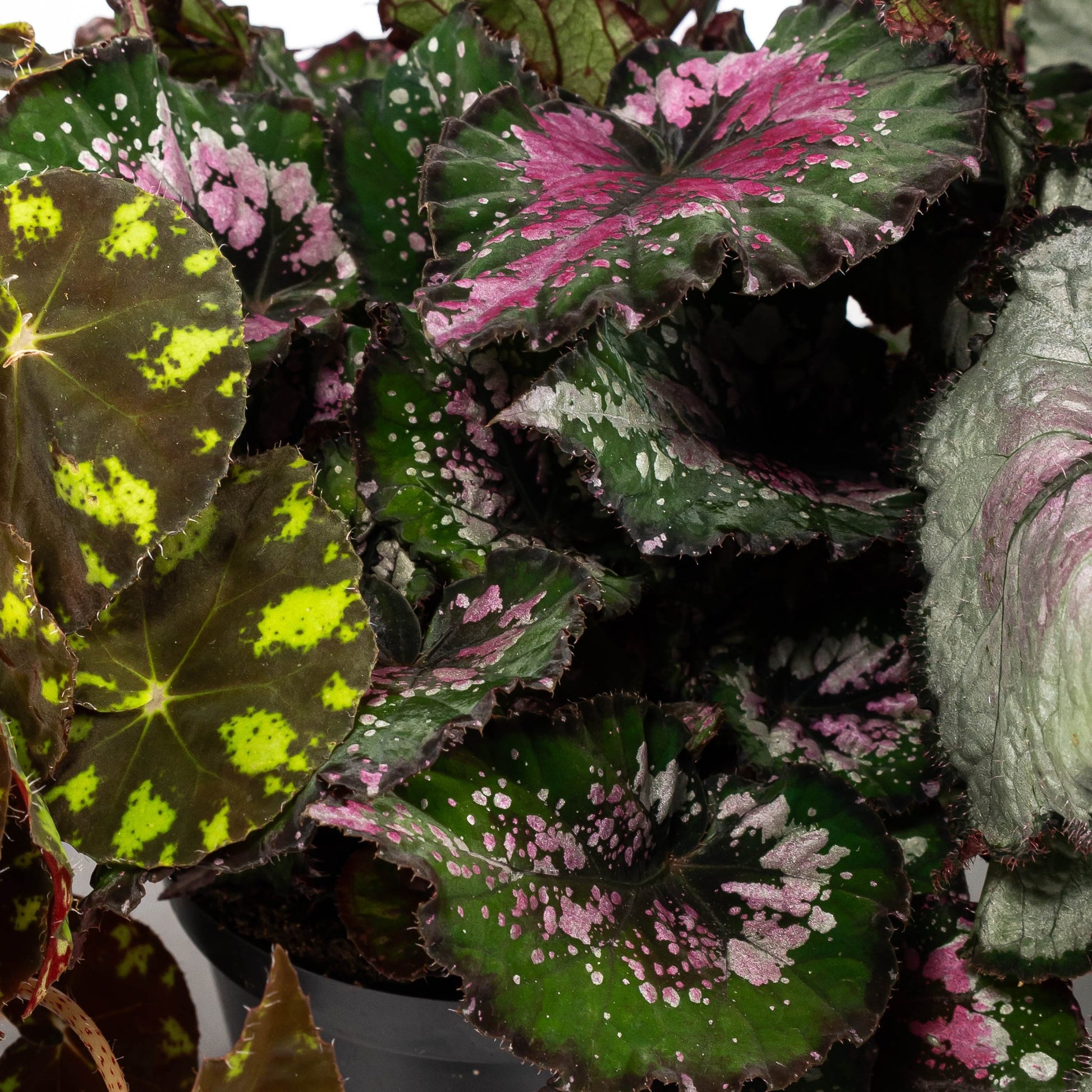 Begonia Rex 12cm Mix - Green Plant The Horti House