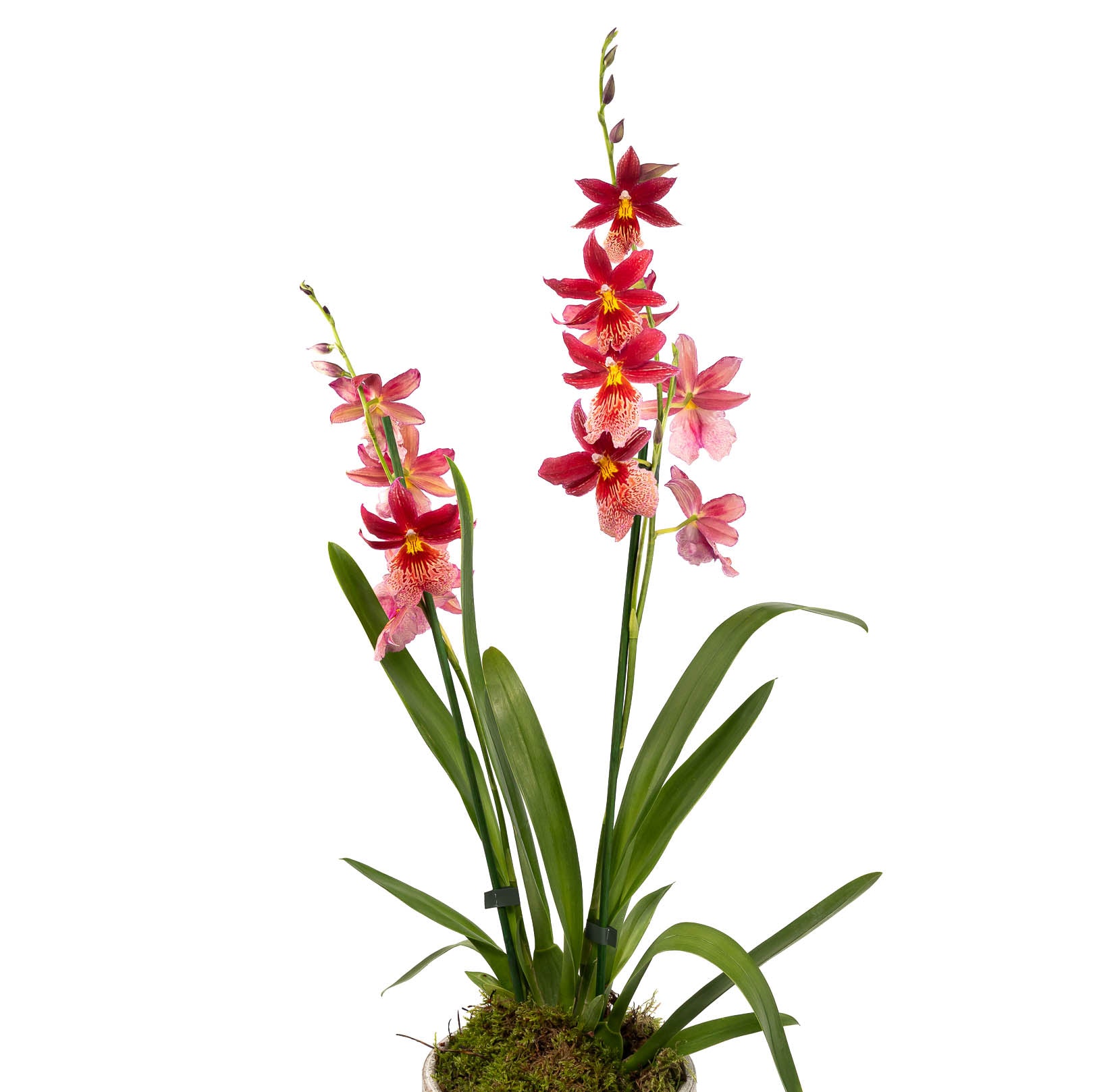 Cambria 12cm in Tall Artisan Ceramic - Flowering The Horti House
