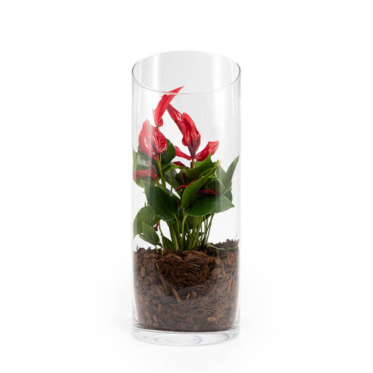Anthurium 9cm Lava Terrarium - Flowering The Horti House