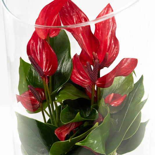 Anthurium 9cm Lava Terrarium - Flowering The Horti House