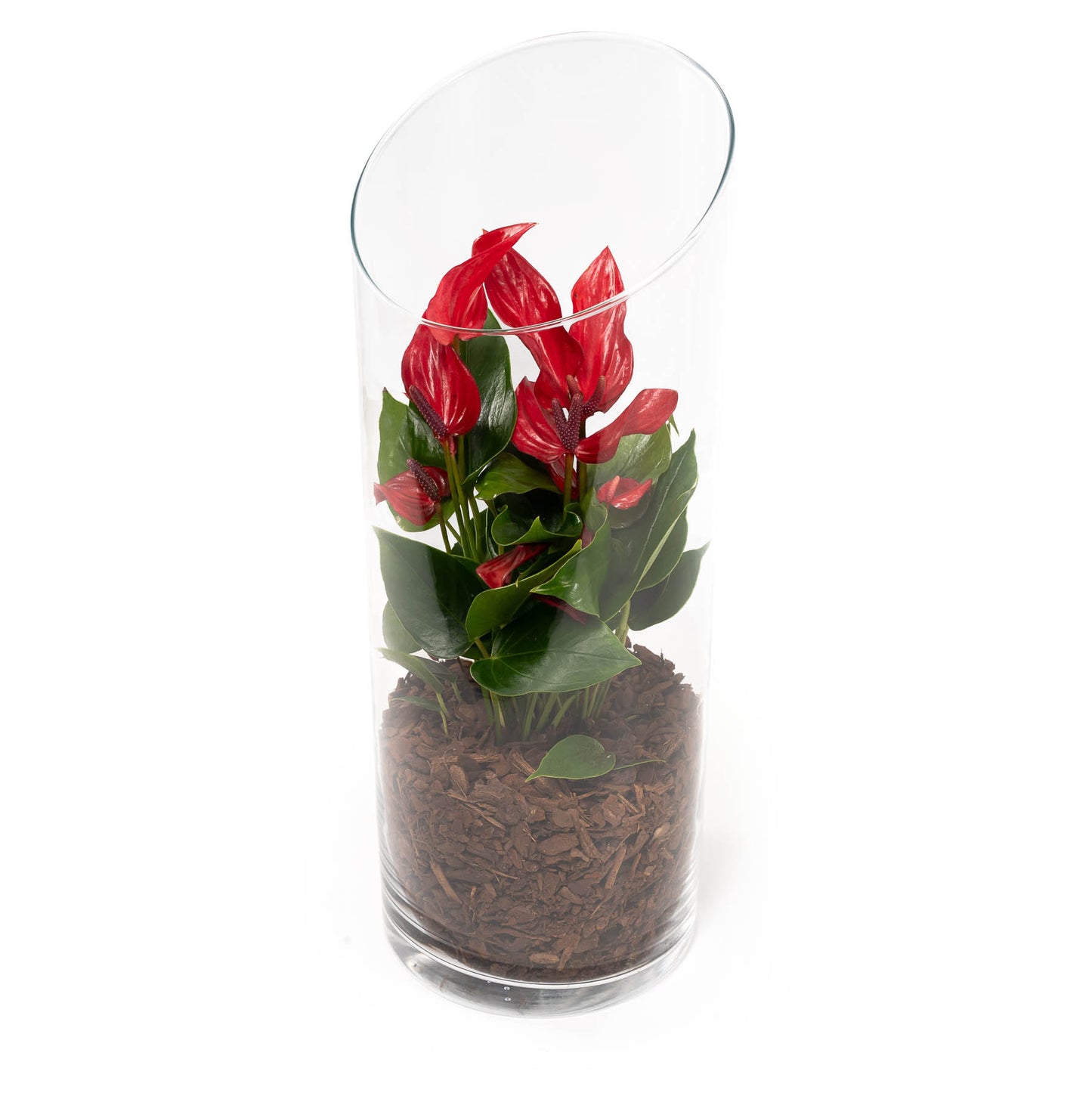 Anthurium 9cm Lava Terrarium - Flowering The Horti House