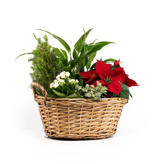 Festive Gift Basket - Flowering The Horti House