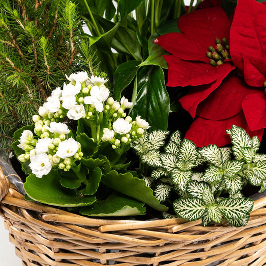 Festive Gift Basket - Flowering The Horti House