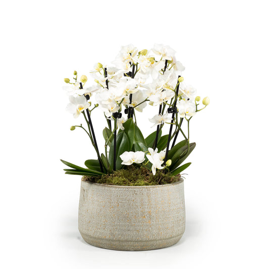 Phalaenopsis 9cm Trio in Artisan Bowl - Orchid The Horti House