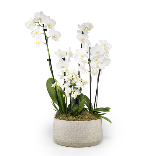 Phalaenopsis Trio in Artisan Bowl - Orchid The Horti House