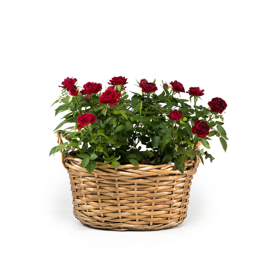 Rose Basket - Flowering The Horti House