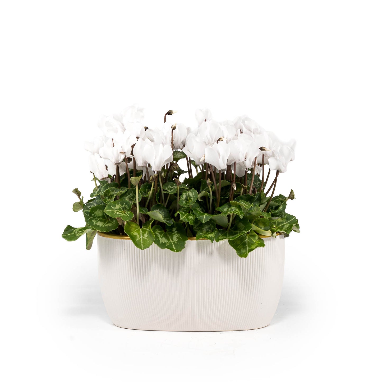 Cyclamen 10.5cm in Duo Ceramic - Flowering The Horti House