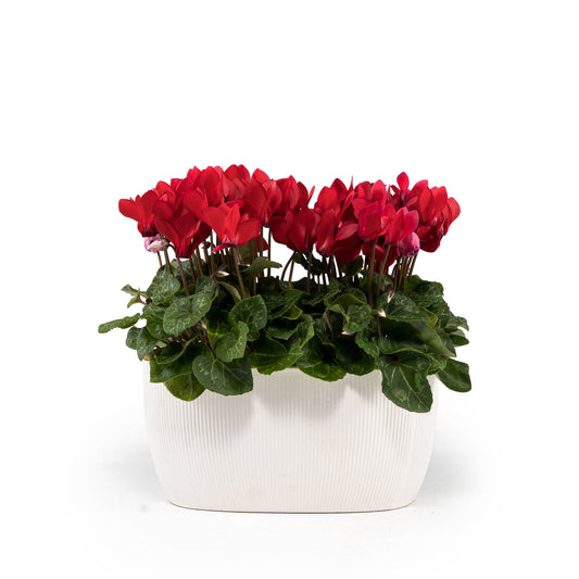 Cyclamen 10.5cm in Duo Ceramic - Flowering The Horti House
