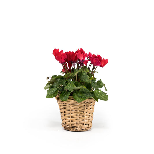 Cyclamen 10.5cm in Basket - Flowering The Horti House