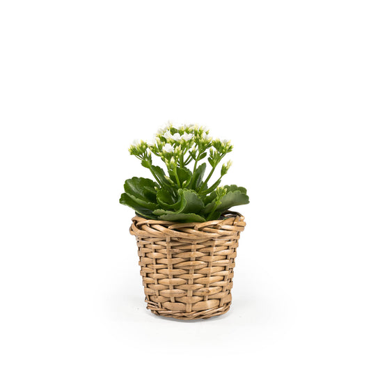 Kalanchoe 9cm in Basket - Flowering The Horti House
