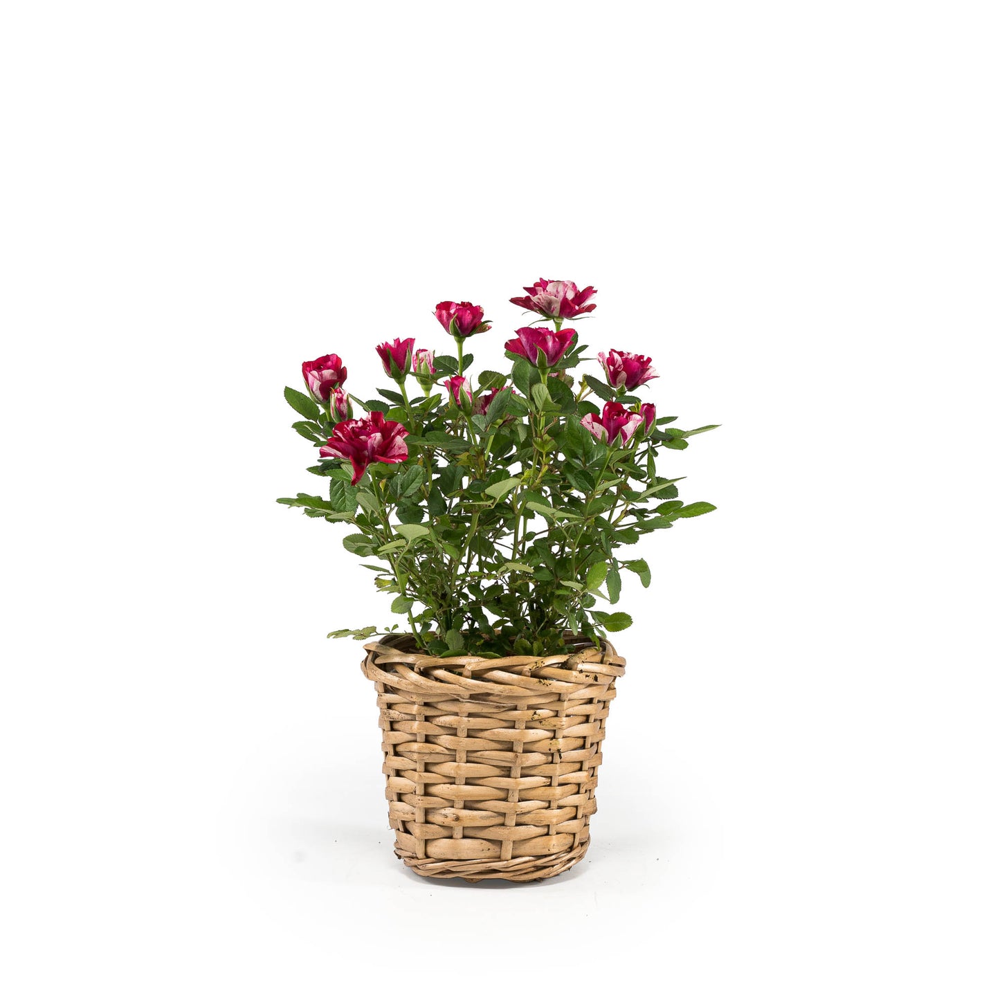 Rose 10.5cm GiGi in Basket - Flowering The Horti House
