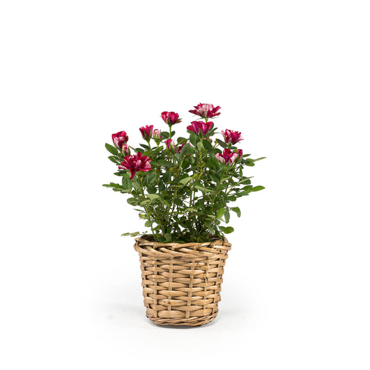 Rose 10.5cm GiGi in Basket - Flowering The Horti House
